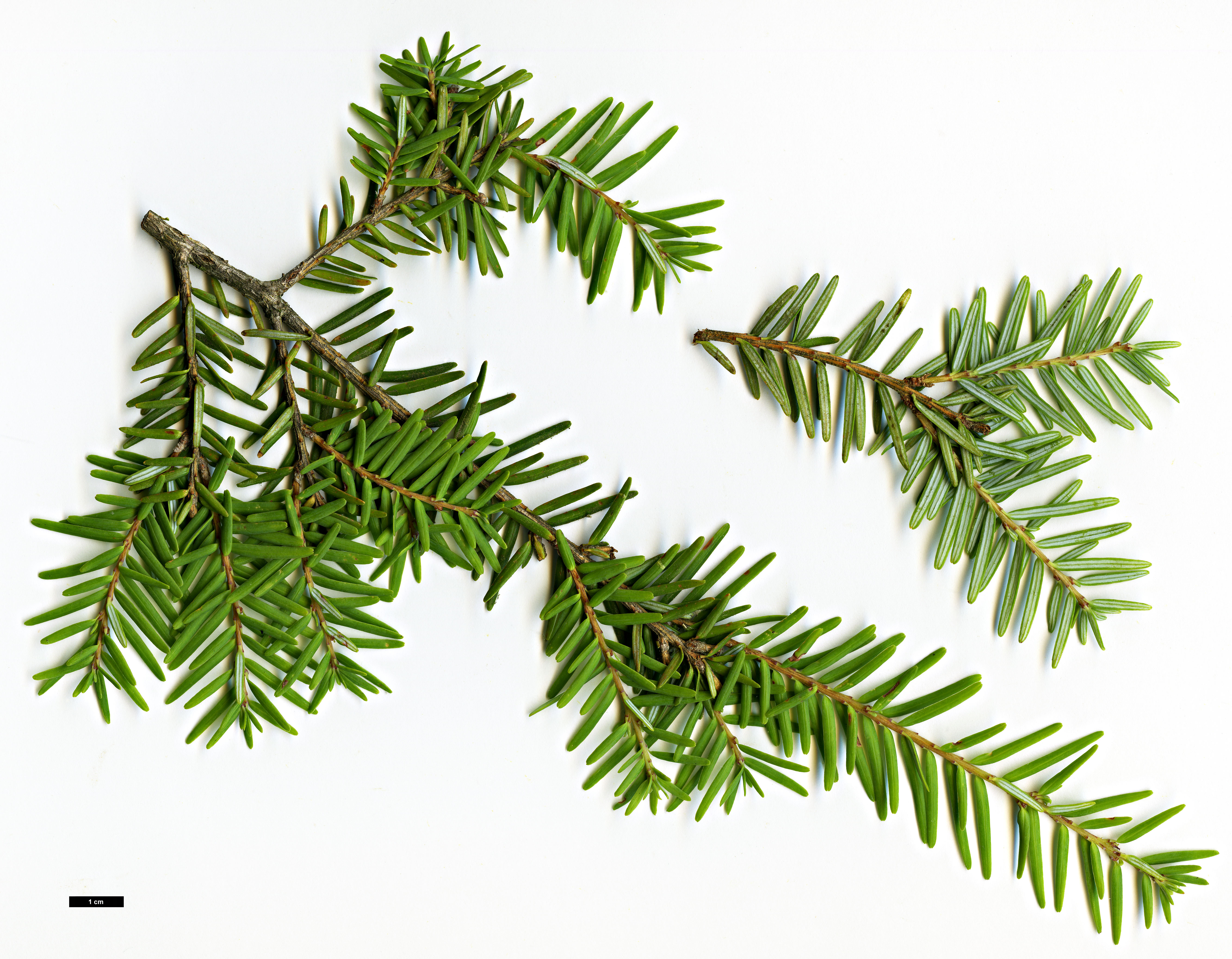 High resolution image: Family: Pinaceae - Genus: Tsuga - Taxon: chinensis - SpeciesSub: var. formosana 